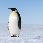 De keizerspinguïn, de grootste pinguïnsoort op aarde