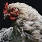 Onderdrukking Voorzichtig beschermen Soorten luizen bij kippen herkennen, behandelen en voorkomen | Dier en  Natuur: Vogels