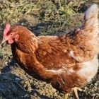 Vlooien bij kippen herkennen, behandelen en voorkomen