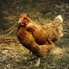 Coccidiose bij kippen herkennen, behandelen en voorkomen