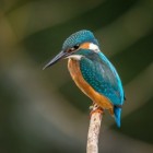 De unieke roep en zang van vogels