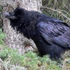 Raaf, Corvus corax