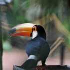 Toekan, spectaculaire vogel uit het regenwoud