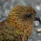 De Kea is een zeer papegaai en aaseter en Natuur: Vogels