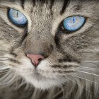 Aandoeningen kat: oogontsteking