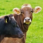 Belangrijkste klauwproblemen bij koeien