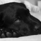 Als je huisdier overlijdt: de euthanasie