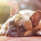 Brachycefaal obstructief syndroom bij honden