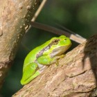 Groene kikkers: kwaken en kwekken in Kikkerland