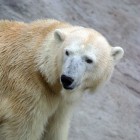 De ijsbeer op de Noordpool