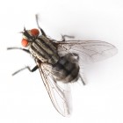 Ongewervelde dieren – Geleedpotigen