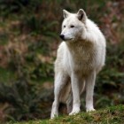 De wolf in verhalen wereldwijd: menseneter of kindervriend?