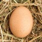 Help, mijn kip pikt de eieren kapot