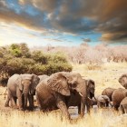 Wildlife Documentaires Streamen: Hoe krijg je toegang tot buitenlandse natuurkanalen?