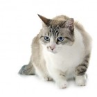 Artrose: een veelvoorkomende aandoening bij de oudere kat