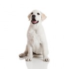 Hond opvoeden: de juiste beloning en straf voor jouw hond