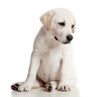 De Labrador Retriever, opvoeding, karakter en kosten