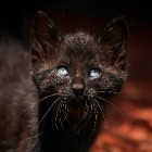 Zwarte katten steeds minder populair