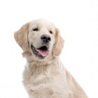 Trage schildklier hond: aangetaste, kale huid en overgewicht
