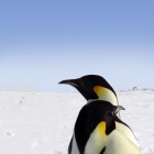De Zuidpool of Antarctica