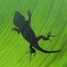 Biogeografische biodiversiteitstheorieën