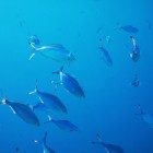 Overbevissing - een wereldwijd probleem