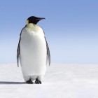 Pinguïn (niet vliegende vogel)