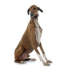 Gezondheidsproblemen bij de hond: Allergieën