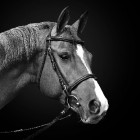 Een paard met rotstraal: oorzaak, symptomen en behandeling