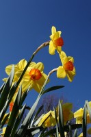 Mooie narcissen kleuren in het voorjaar het landschap. / Bron: SteenJepsen, Pixabay