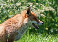 Een vos loopt door de natuur en kan zo van alles in zijn vacht meenemen / Bron: Kaz, Pixabay
