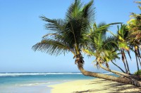 De palmboom wordt door water verspreid / Bron: DEZALB, Pixabay
