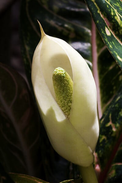 Inflorescence of the Aglaonema / Source: Tukang Kebun, Flickr (CC BY-ND-2.0)