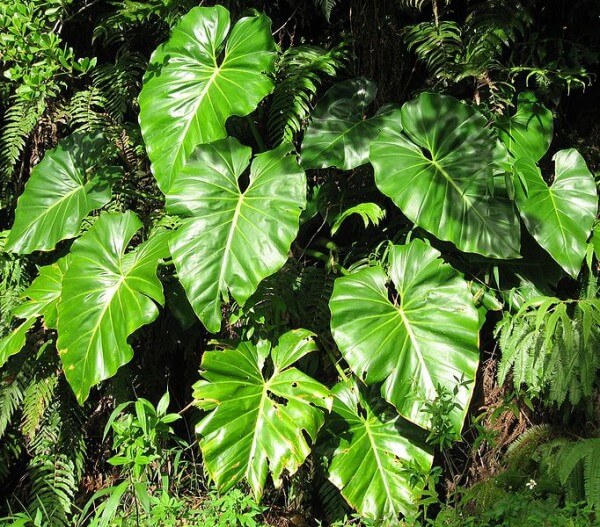 The Philodendron giganteum / Source: Liné1, Wikimedia Commons (CC BY-2.5)
