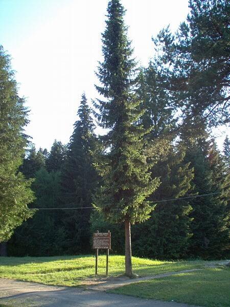Serbian spruce grows tall but remains narrow / Source: Goldfinger, Wikimedia Commons (CC BY-2.5)