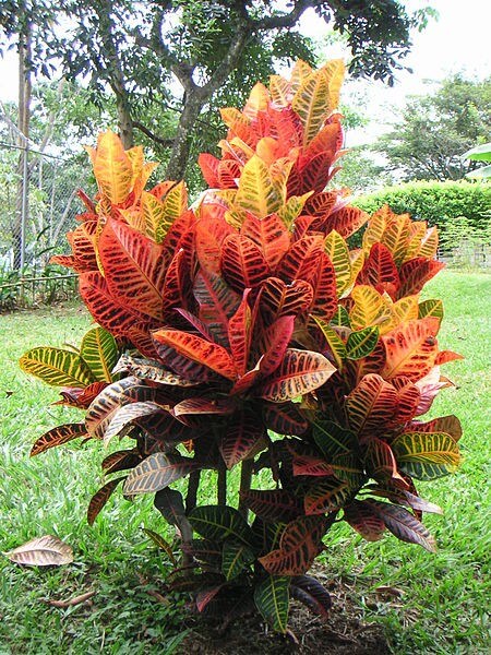 A croton in the garden in warmer regions / Source: Louise Wolff, Wikimedia Commons (CC BY-SA-3.0)