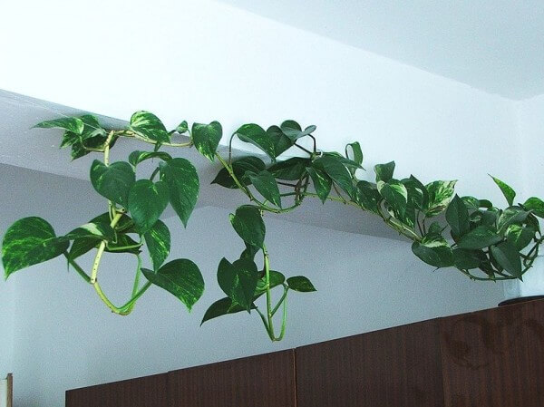 Turn your room into a jungle and the gold tendon suffers with strings along the ceiling / Source: Jerzy Opioa, Wikimedia Commons (GFDL)