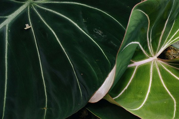 The leaves of the Philodendron gloriosum / Source: Theoperatingsystem, Wikimedia Commons (CC BY-SA-4.0)