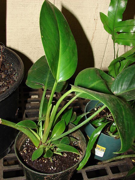 A non-climbing Philodendron / Source: Forest & Kim Starr, Wikimedia Commons (CC BY-3.0)