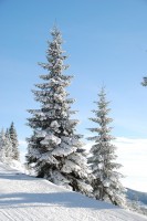 In de sneeuw geven sparren de juiste sfeer / Bron: Lina, Pixabay