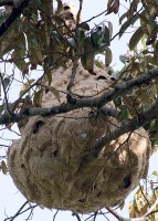 Een nest van de Aziatische hoornaar / Bron: Tu7uh, Wikimedia Commons (CC BY-SA-3.0)