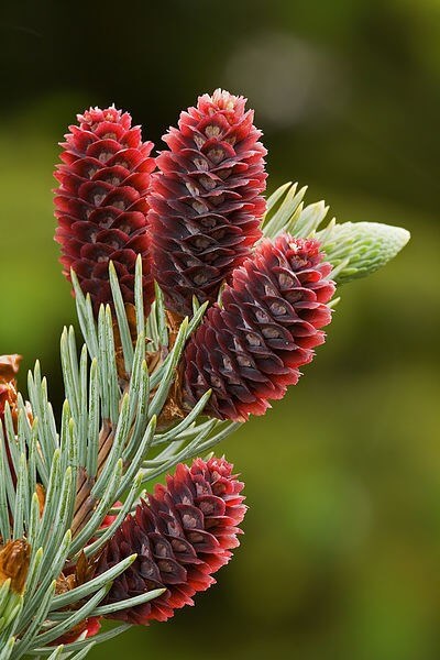 "flowering" cones / Source: JJ Harrison, Wikimedia Commons (CC BY-SA-3.0)