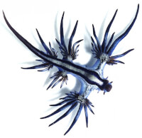 Bron: Glaucus Atlanticus, Wikimedia Commons (CC BY-2.0)