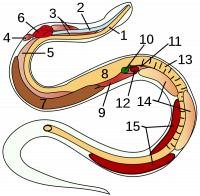 1 = slokdarm bij een slang / Bron: Uwe Gille, Wikimedia Commons (CC BY-2.5)