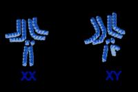 Afbeelding 1. De chromosomen van een vrouwtjes fruitvlieg (XX) en mannetjes fruitvlieg (XY) / Bron: Dixi, Wikimedia Commons (CC BY-SA-3.0)
