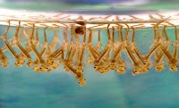 Muggenlarven onder het wateroppervlak / Bron: James Gathany, CDC, Wikimedia Commons (CC BY-2.5)