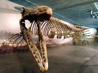 Geraamte van Tylosaurus / Bron: Mike Beauregard, Wikimedia Commons (CC BY-2.0)