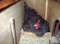 Krijgsgevangene Relatief Vertrappen Hoe krijg je zelf een kip broeds? | Dier en Natuur: Huisdieren