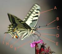 De algemene kenmerken van een vlinder:<BR>
A = Voorvleugel<BR>
B = Antenne<BR>
C = Oog<BR>
D = Tong<BR>
E = Borststuk<BR>
F = Scheen<BR>
G = Achterlijf<BR>
H = Achtervleugel<BR>
I = Vleugelstaart of slip / Bron: Rolf Krahl (Rotkraut), Wikimedia Commons (CC BY-4.0)