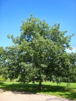 De Amerikaanse eik, de <I>Quercus rubra</I> / Bron: Matthieu Sontag (Mirgolth), Wikimedia Commons (CC BY-SA-3.0)